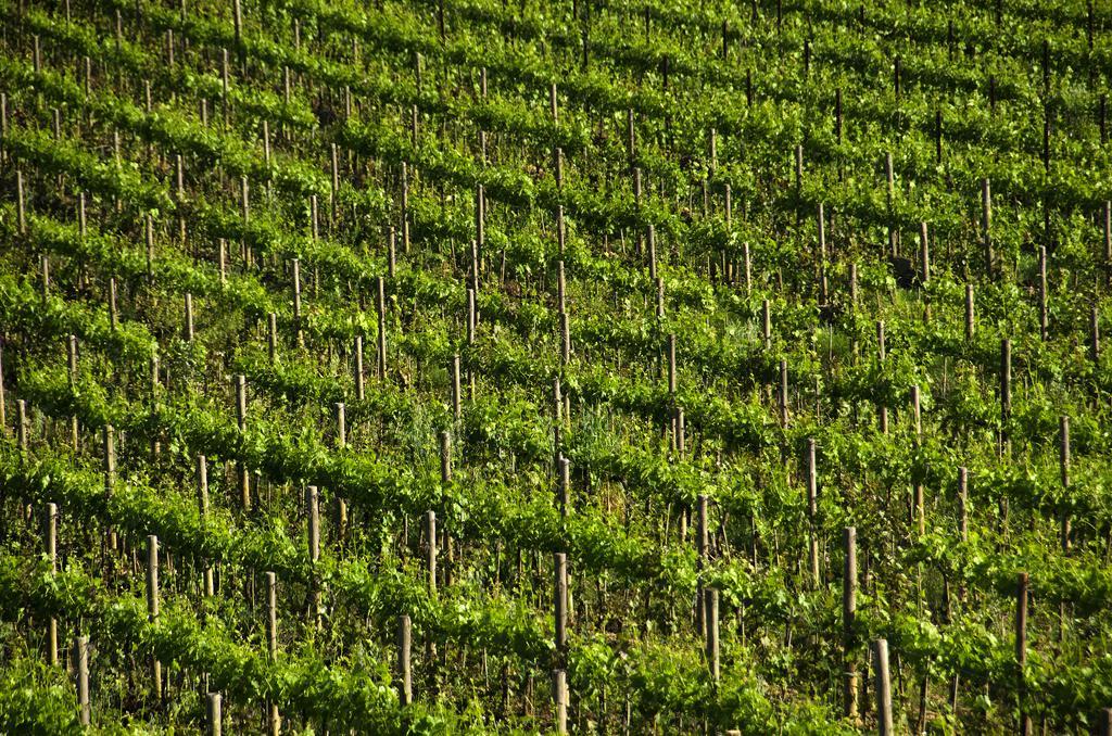 Agriturismo Poggio Bonelli Castelnuovo Berardenga Eksteriør billede