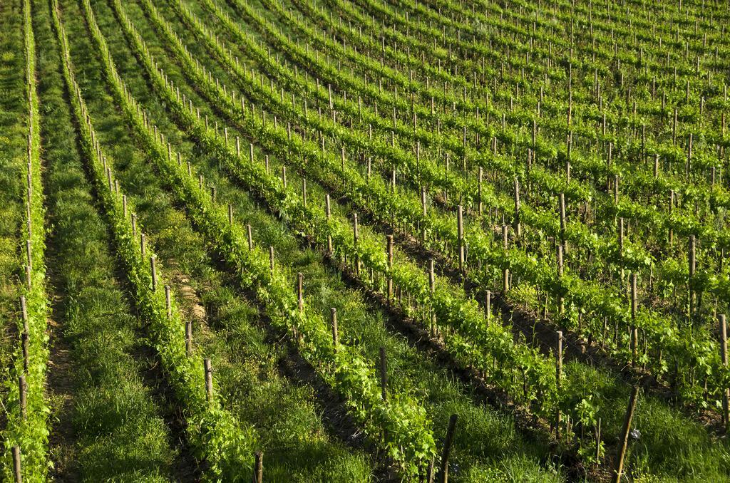 Agriturismo Poggio Bonelli Castelnuovo Berardenga Eksteriør billede
